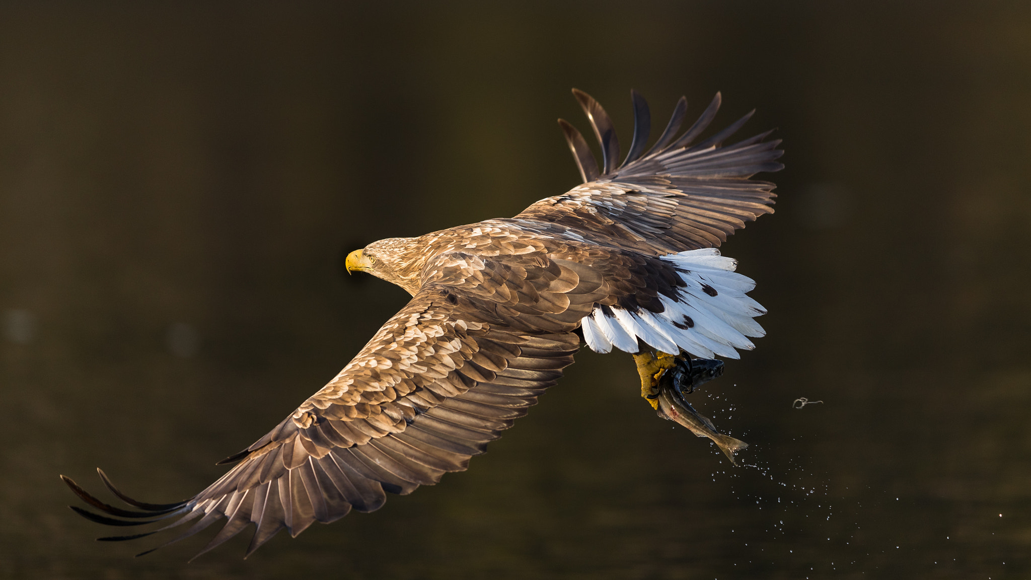 Canon EF 400mm F2.8L IS II USM sample photo. Aquila marina  photography