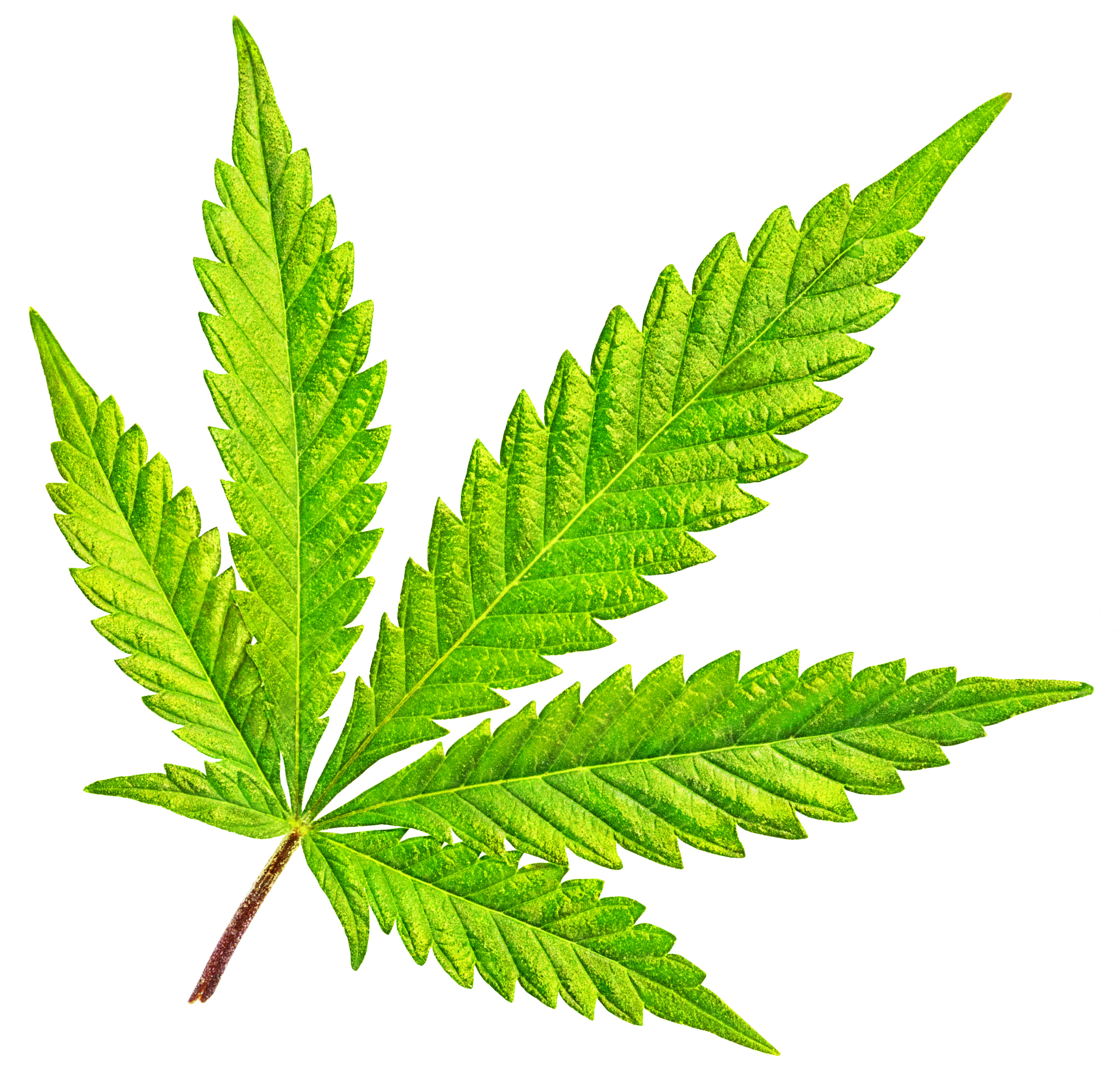 Sigma APO Macro 150mm f/2.8 EX DG HSM sample photo. Isolated 5 tip marijuana leaf 01 photography