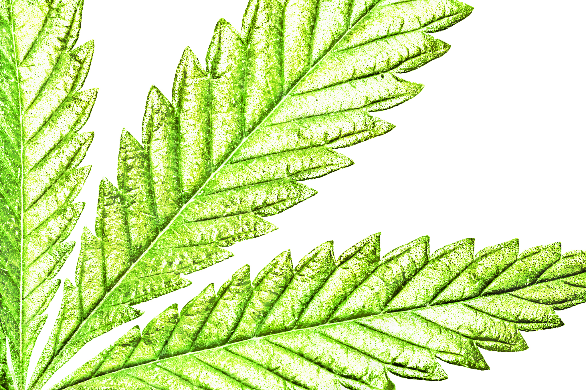 Sigma APO Macro 150mm f/2.8 EX DG HSM sample photo. Isolated 5 tip marijuana leaf 02 photography