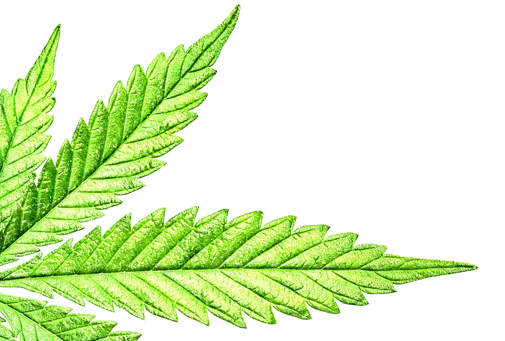 Sigma APO Macro 150mm f/2.8 EX DG HSM sample photo. Isolated 5 tip marijuana leaf 03 photography