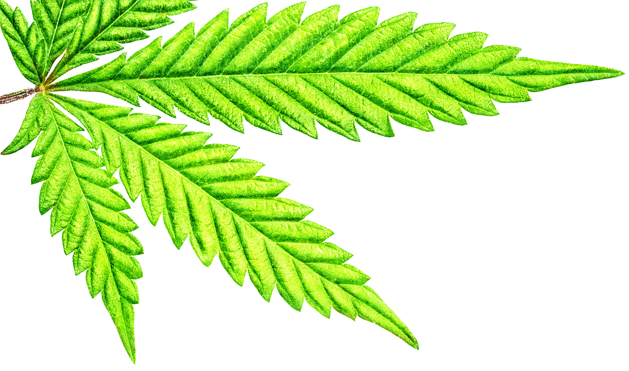 Sigma APO Macro 150mm f/2.8 EX DG HSM sample photo. Isolated 5 tip marijuana leaf 04 photography