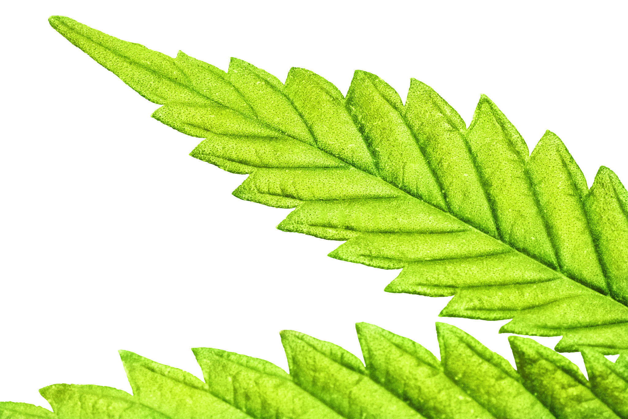 Sigma APO Macro 150mm f/2.8 EX DG HSM sample photo. Isolated 5 tip marijuana leaf 05 photography