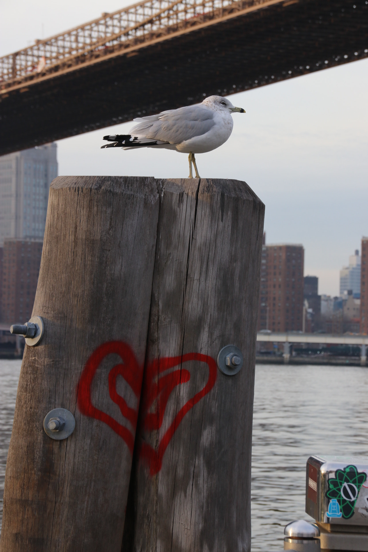 Sigma 18-250mm F3.5-6.3 DC OS HSM sample photo. Single love bird photography