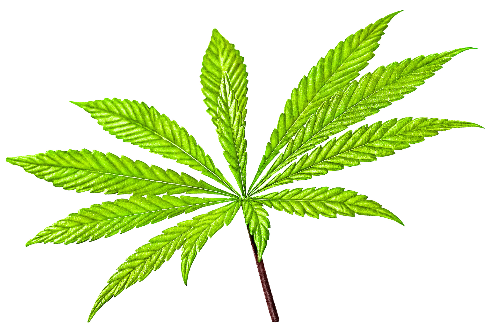Canon EOS 650D (EOS Rebel T4i / EOS Kiss X6i) sample photo. Isolated 12 tip  marijuana leaf 01 photography