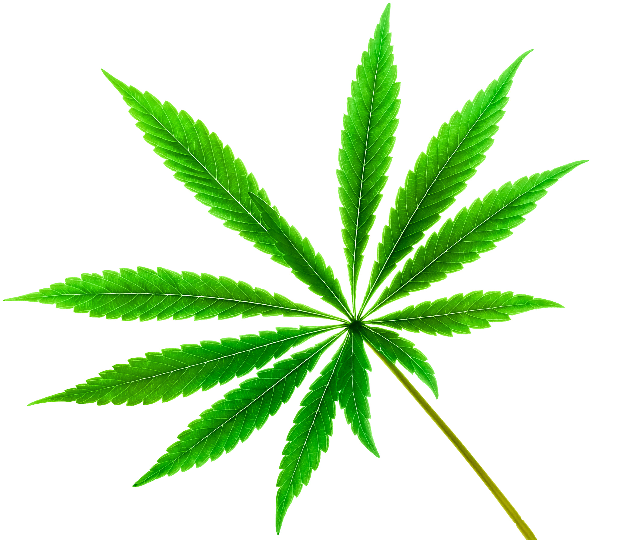 Canon EOS 650D (EOS Rebel T4i / EOS Kiss X6i) sample photo. Isolated 12 tip  marijuana leaf 02 photography