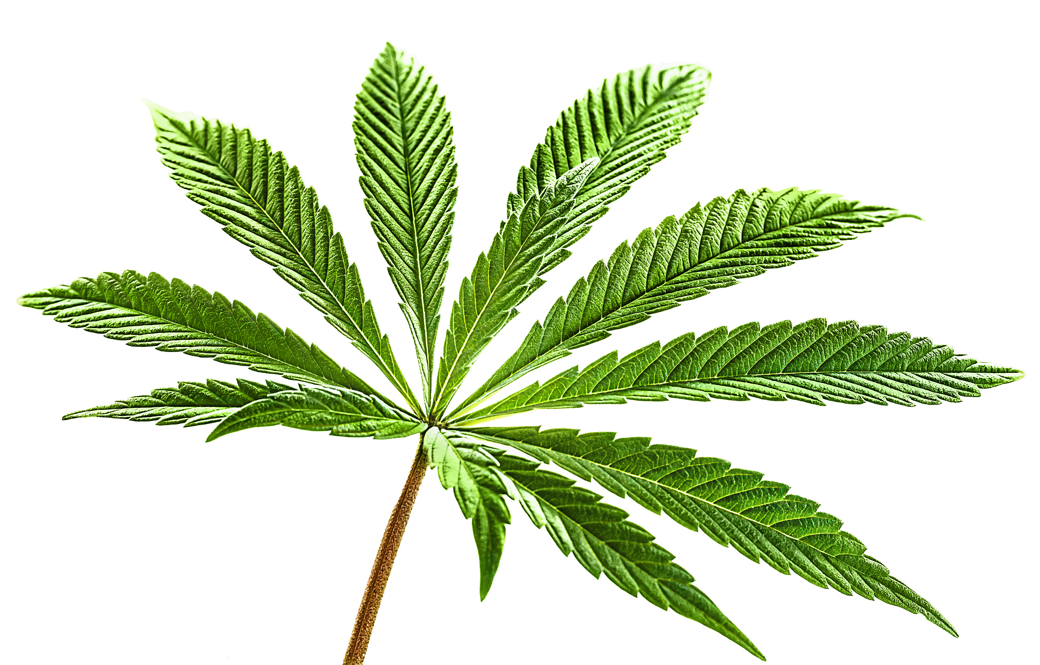 Canon EOS 650D (EOS Rebel T4i / EOS Kiss X6i) sample photo. Isolated 12 tip  marijuana leaf 03 photography