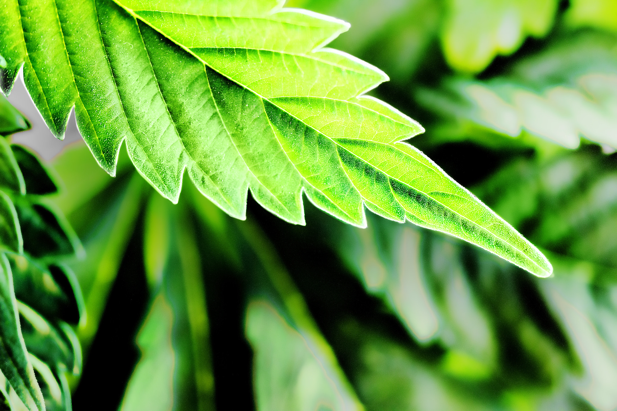 Sigma APO Macro 150mm f/2.8 EX DG HSM sample photo. Marijuana leaf close up 01 photography