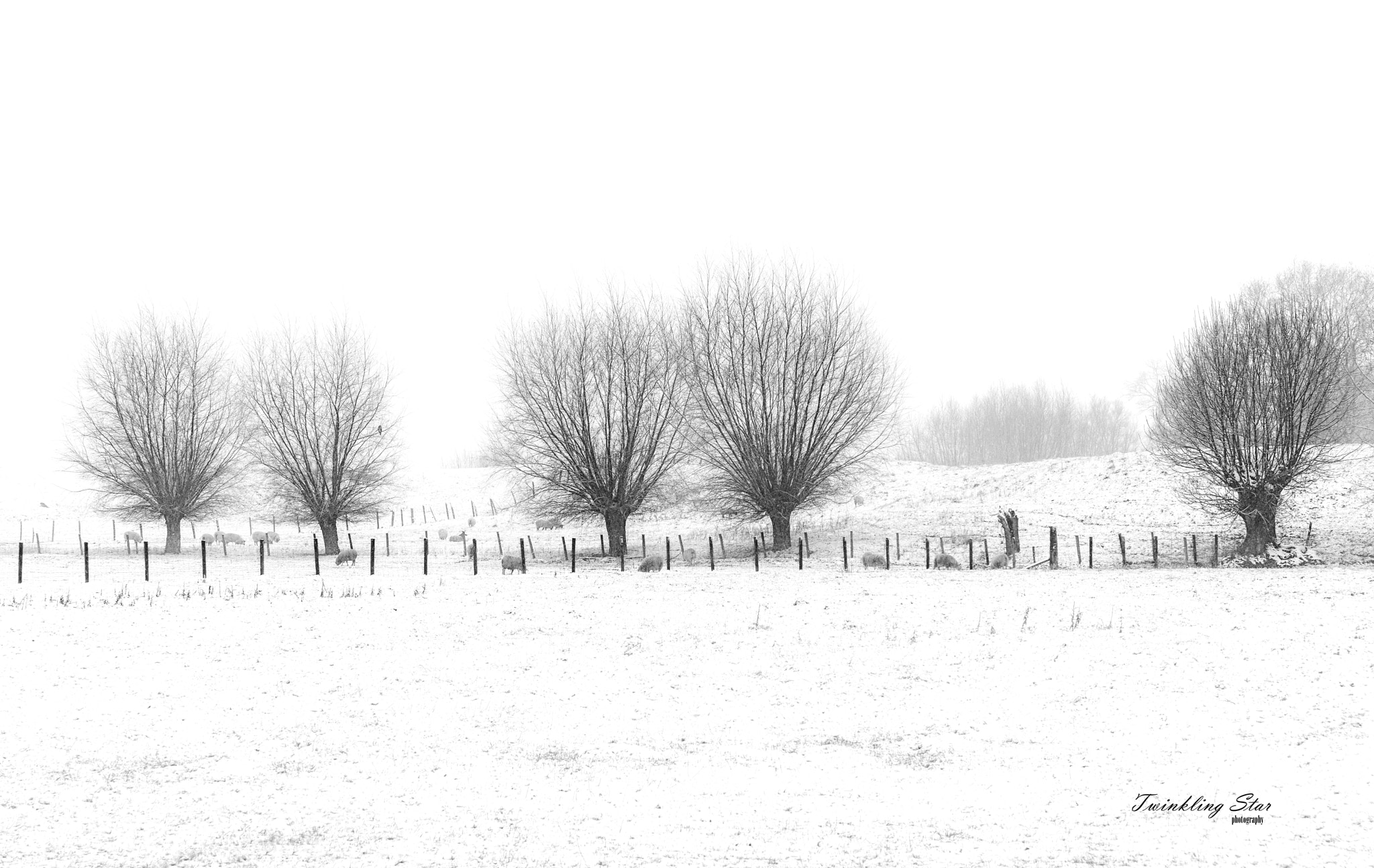 Sony a99 II + Sony Vario-Sonnar T* 24-70mm F2.8 ZA SSM II sample photo. Winter wonder land 2 photography