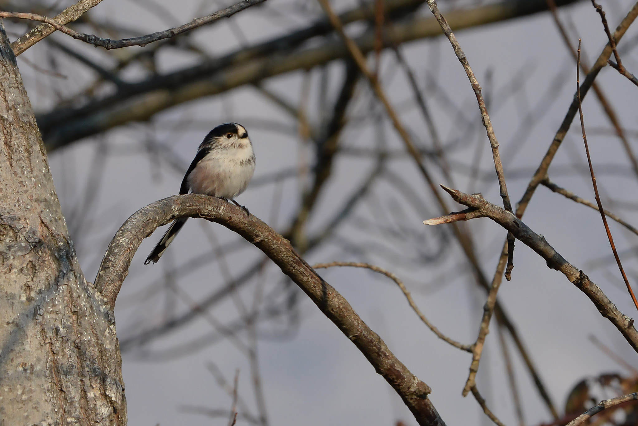 Nikon AF-S Nikkor 200-500mm F5.6E ED VR sample photo. Long-tailed tit photography