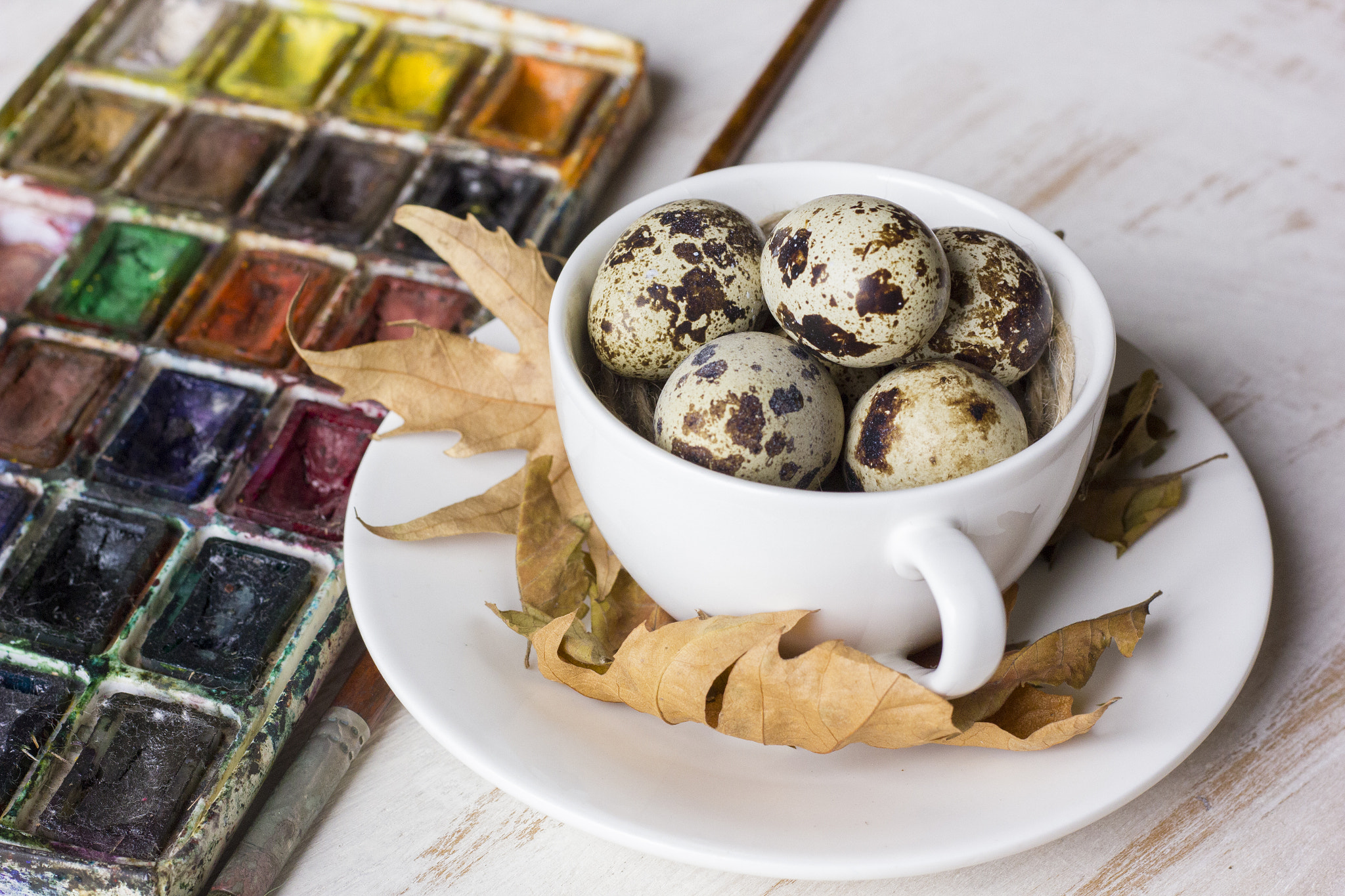 Canon EOS 550D (EOS Rebel T2i / EOS Kiss X4) sample photo. Quail eggs in a coffee cup and a bird nest with wa photography
