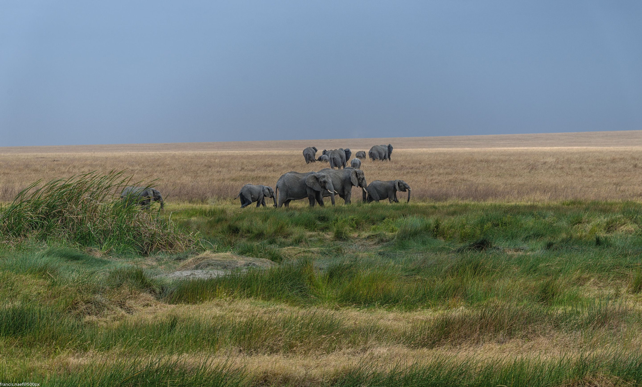 Sigma 150-600mm F5-6.3 DG OS HSM | S sample photo. Happy and wild photography