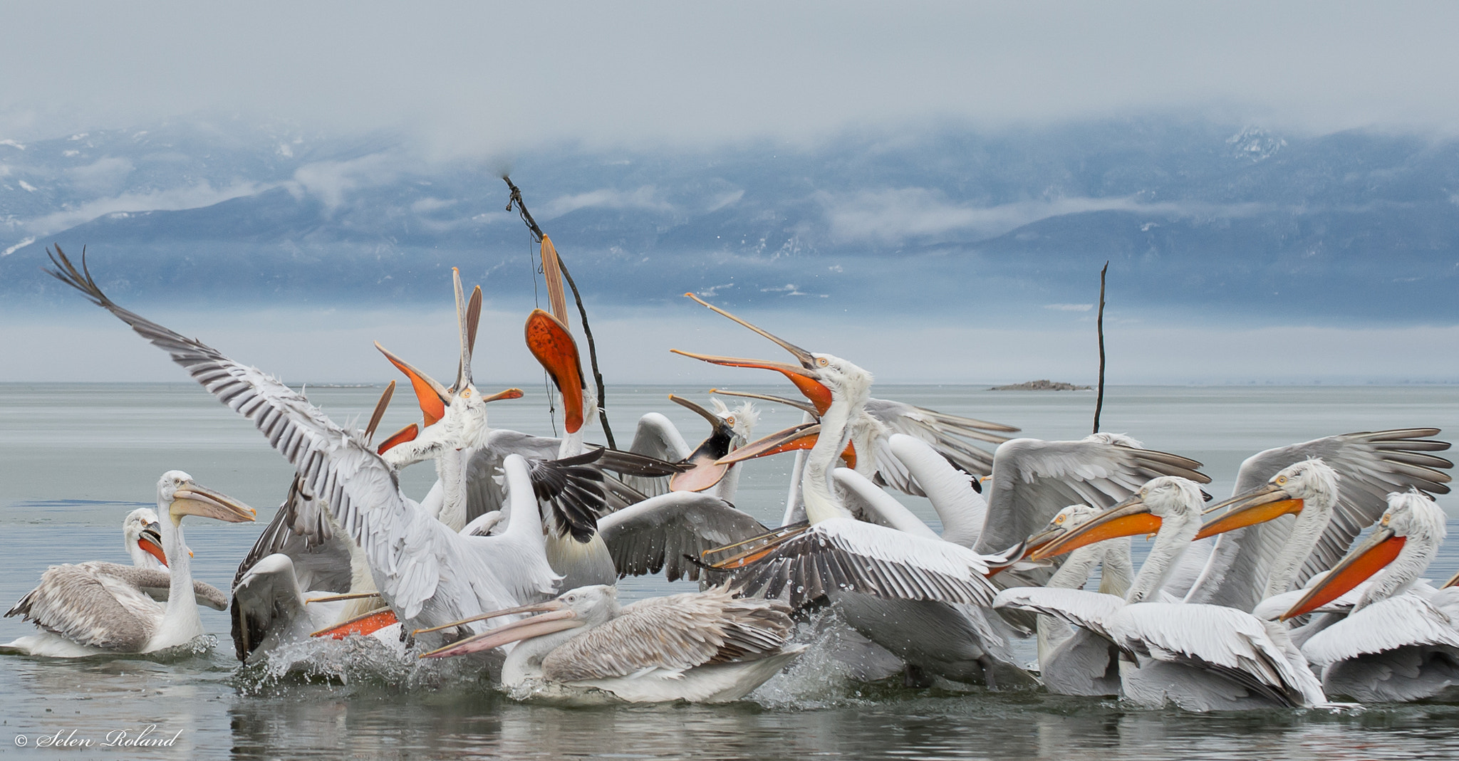 Nikon D4 sample photo. Kroeskoppelikanen - dalmatian pelican photography