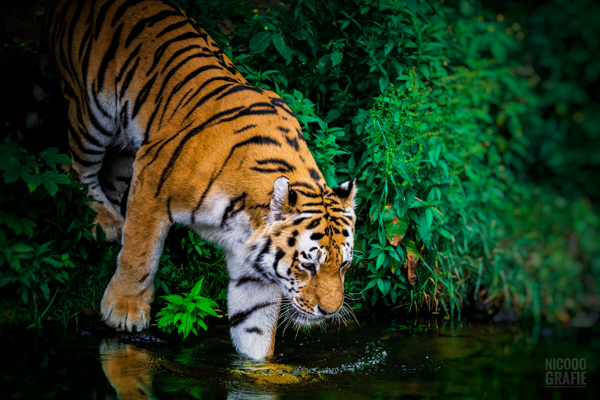 Sony a6300 + Sony FE 70-200mm F4 G OSS sample photo. Tiger photography