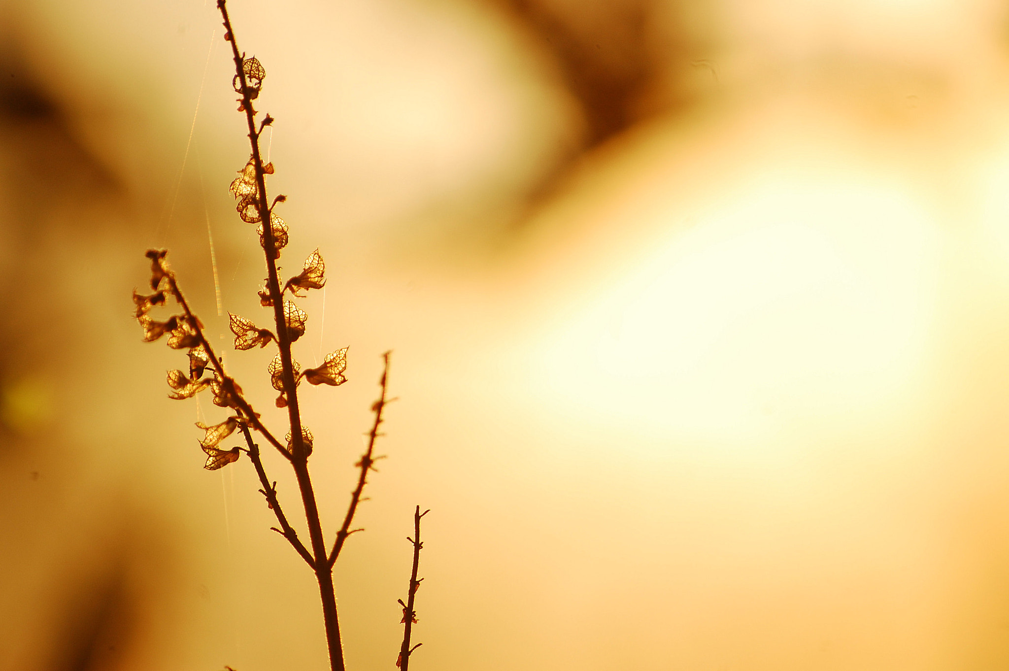Nikon D40 sample photo. Elbenkronen photography