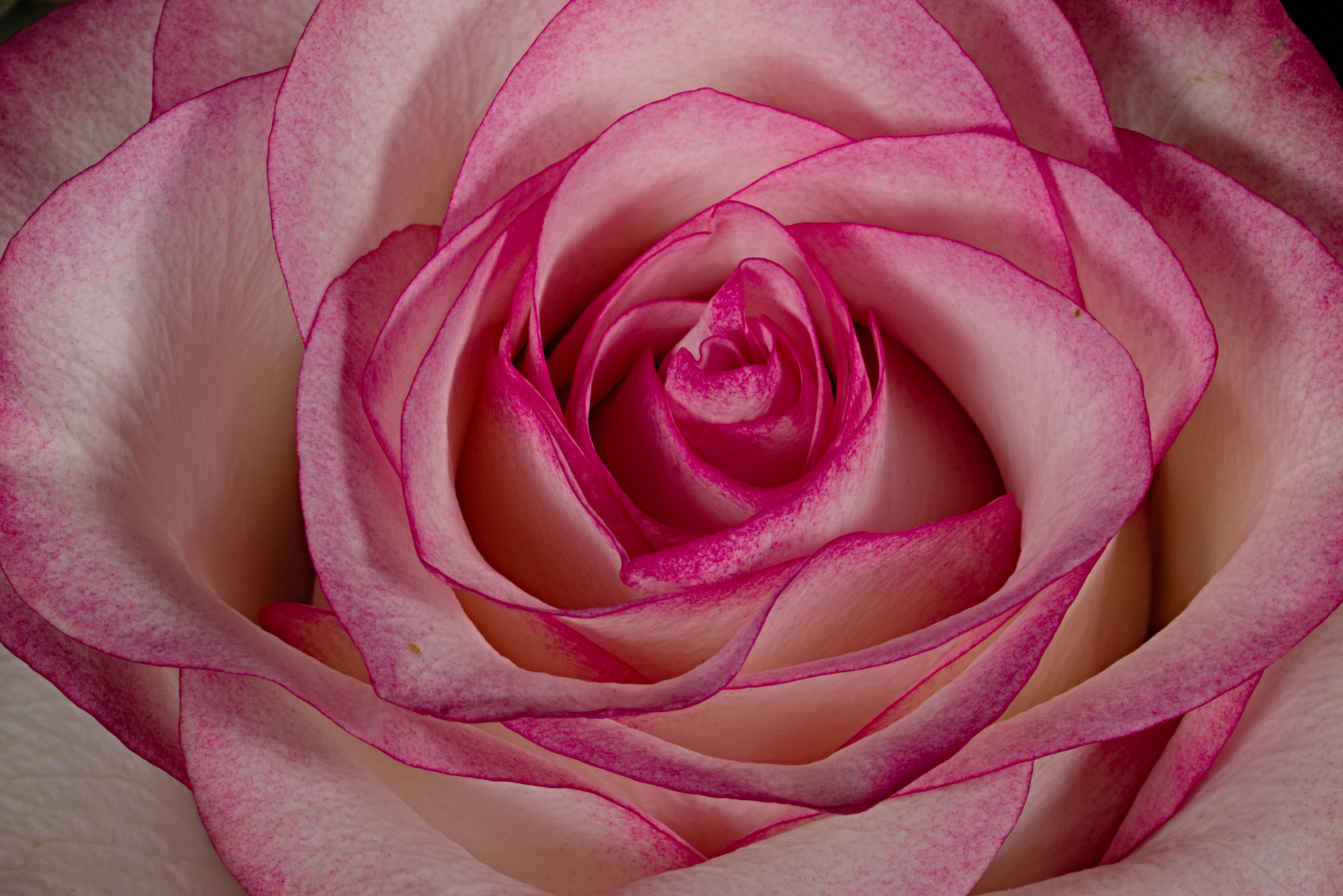 Sigma 105mm F2.8 EX DG OS HSM sample photo. Pink rose photography
