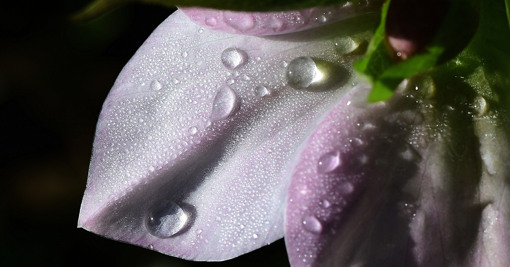 Sigma 105mm F2.8 EX DG OS HSM sample photo. Foretaste of spring photography