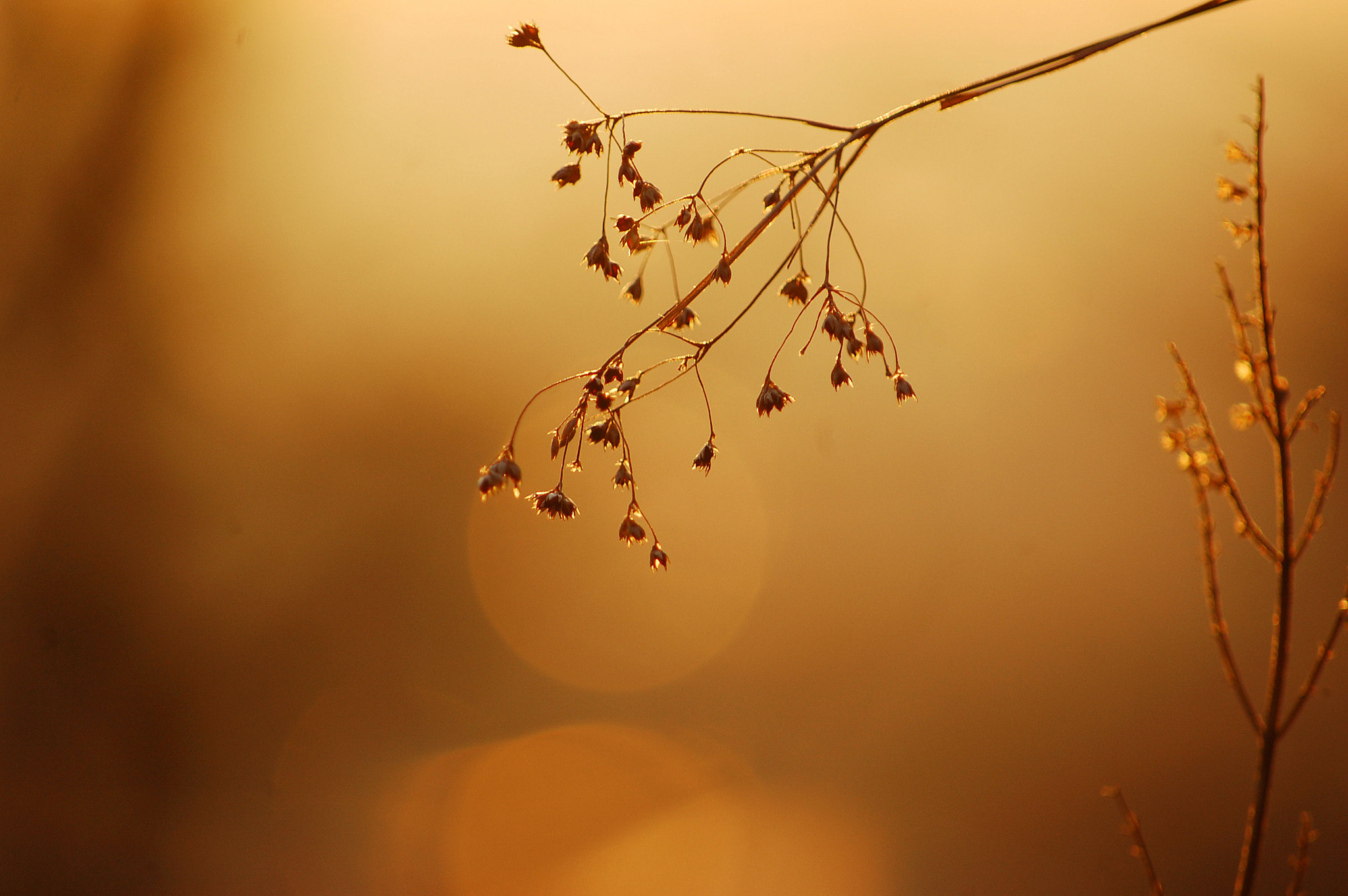 Nikon D40 sample photo. Halmlicht photography