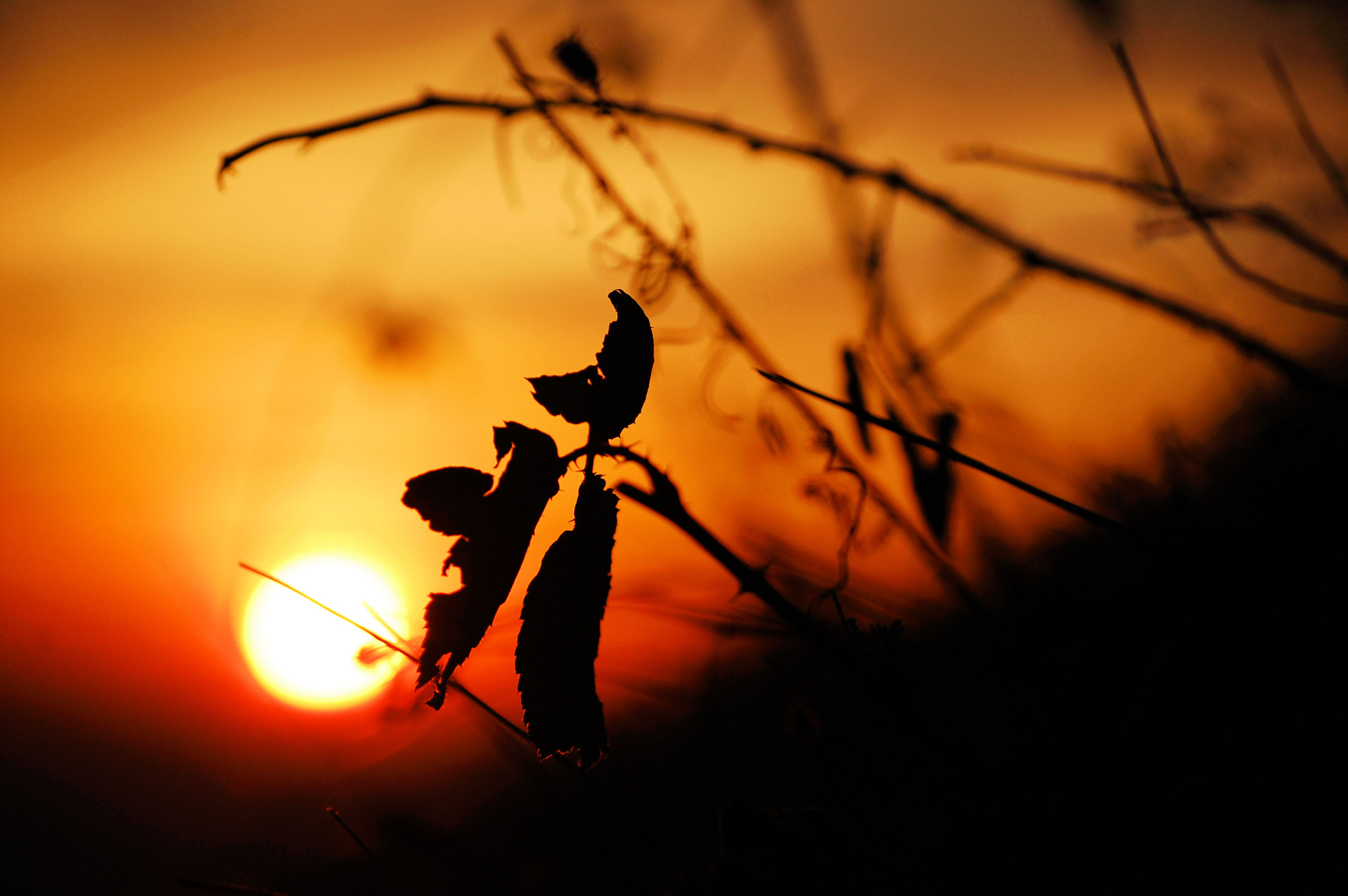 Nikon D40 sample photo. Angefressen photography