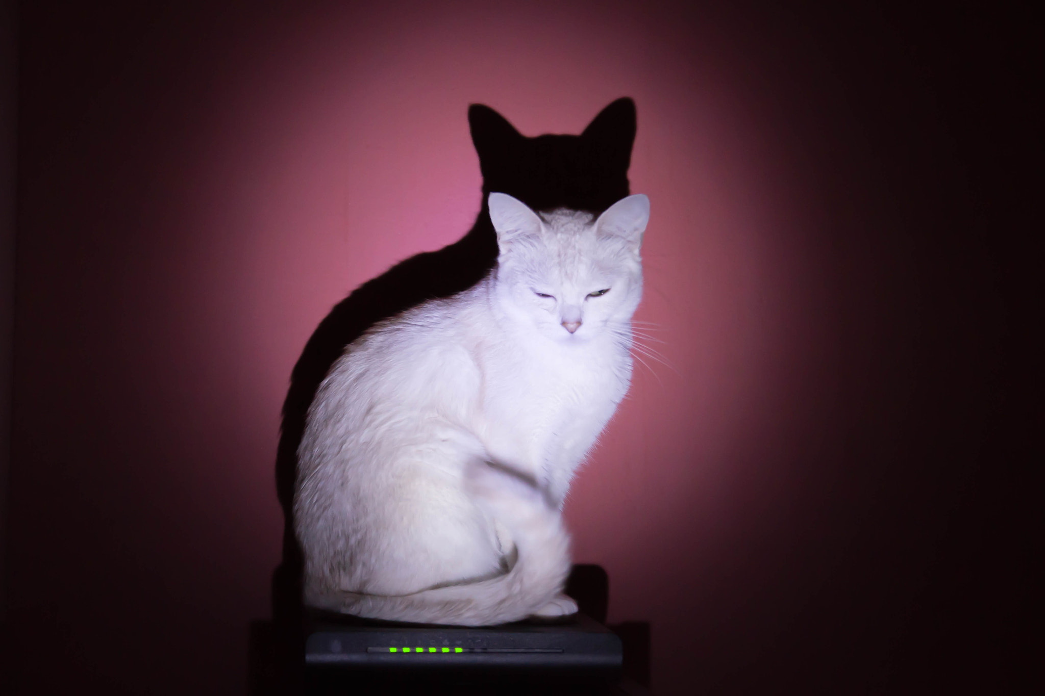 Canon EF-S 17-55mm F2.8 IS USM sample photo. Cat and router photography