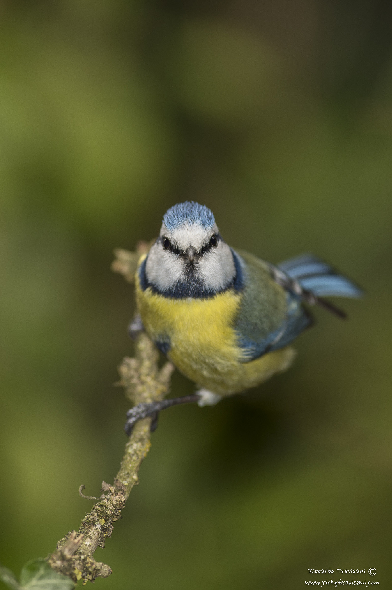 Nikon AF-S Nikkor 300mm F2.8G ED VR II sample photo. Blue tit photography