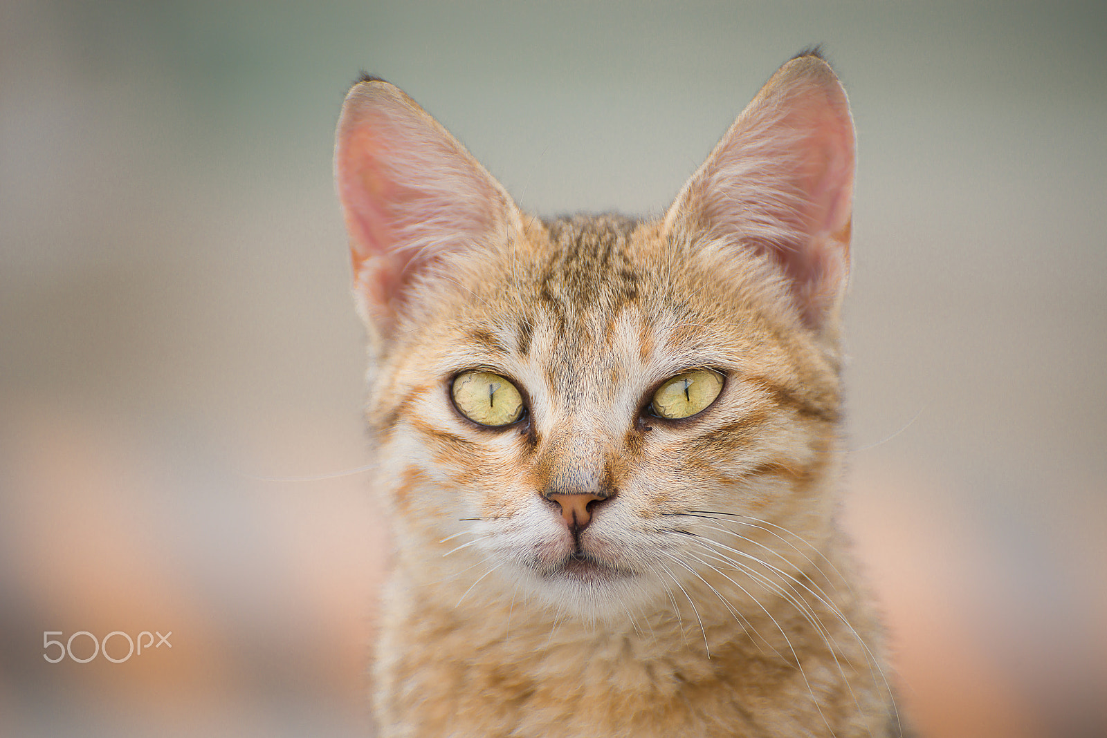 Nikon D800 sample photo. Cat photography