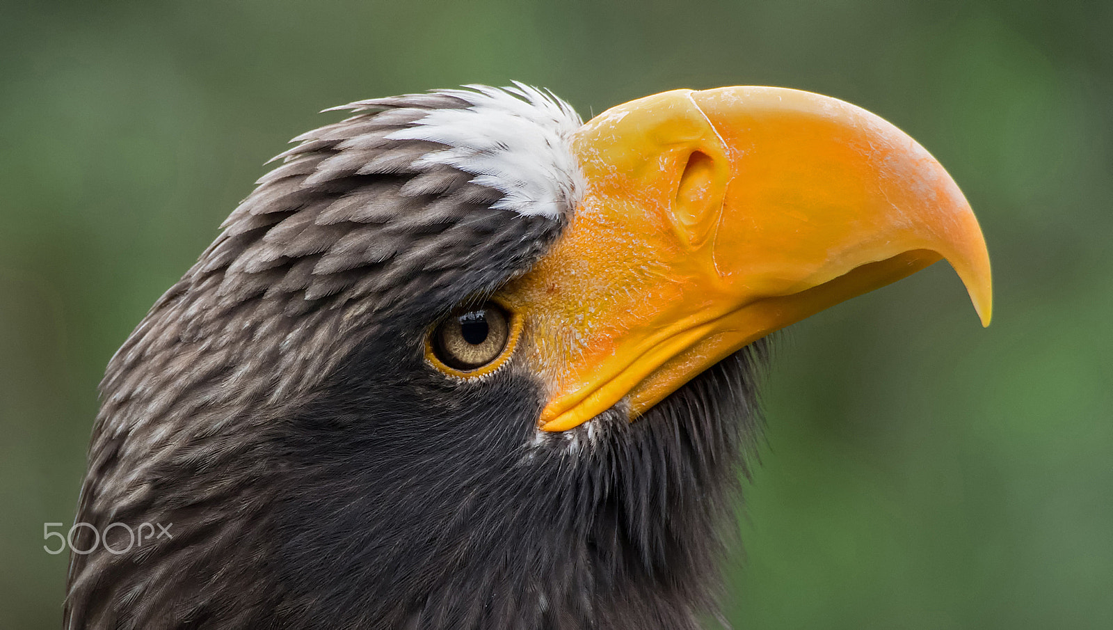 Olympus OM-D E-M1 sample photo. Eagle photography