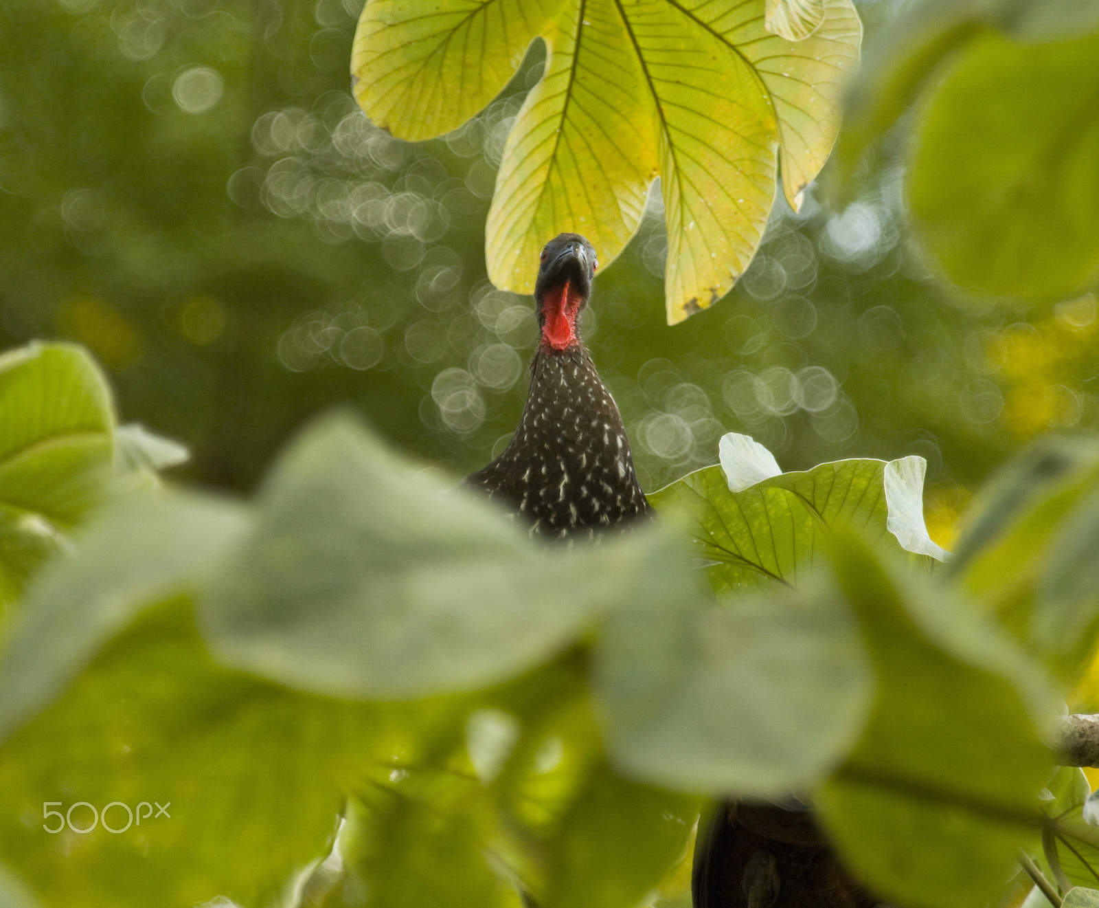 Canon EF 100-400mm F4.5-5.6L IS USM sample photo. Peek-a-boo photography