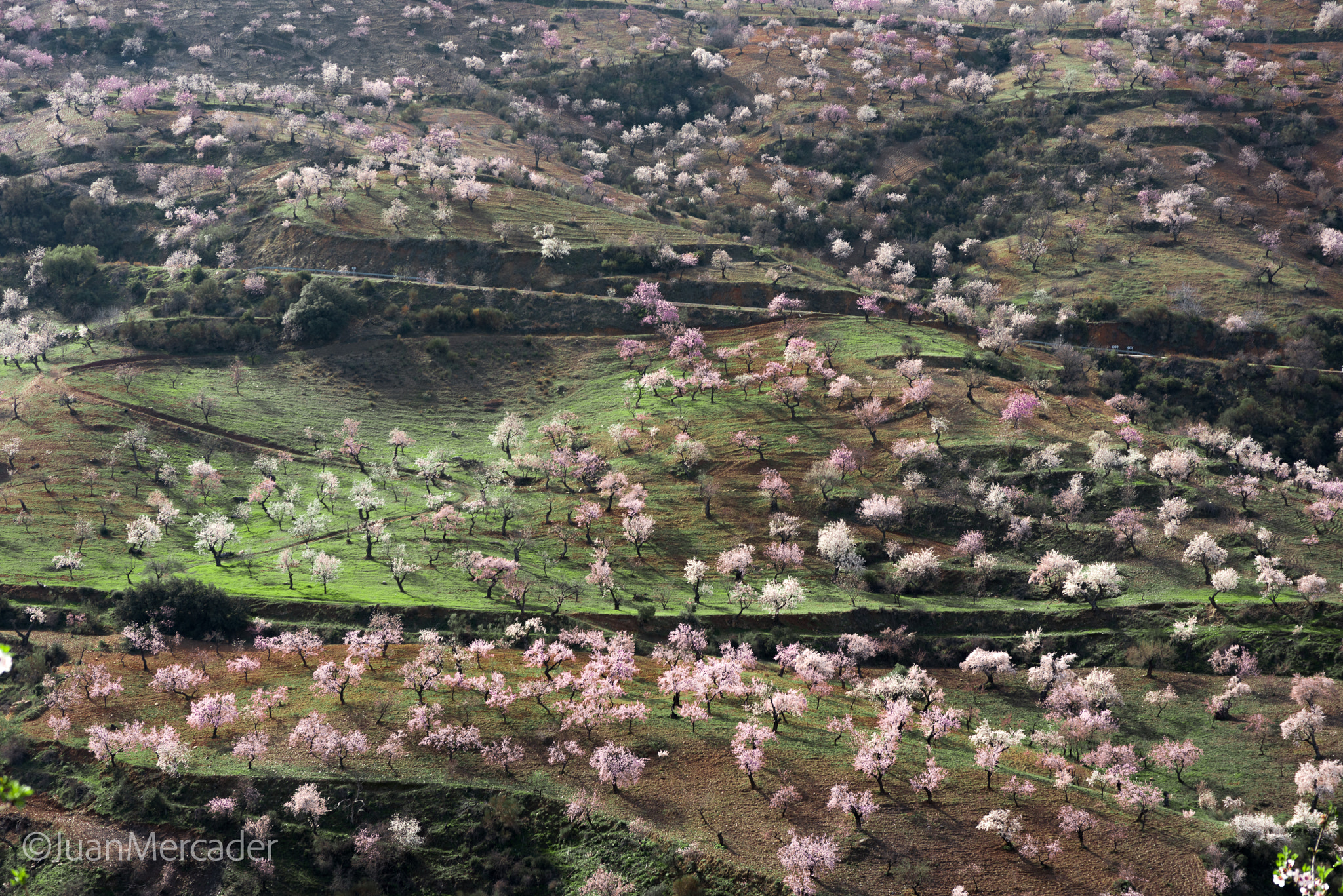 Nikon D750 sample photo. Almendros en flor photography