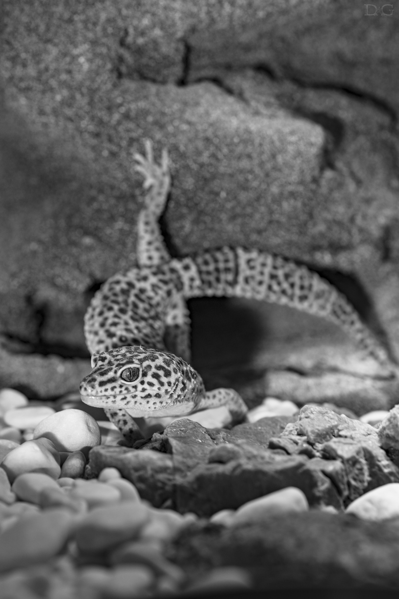 Sony a99 II + 105mm F2.8 sample photo. Eublepharis macularius - 19 photography