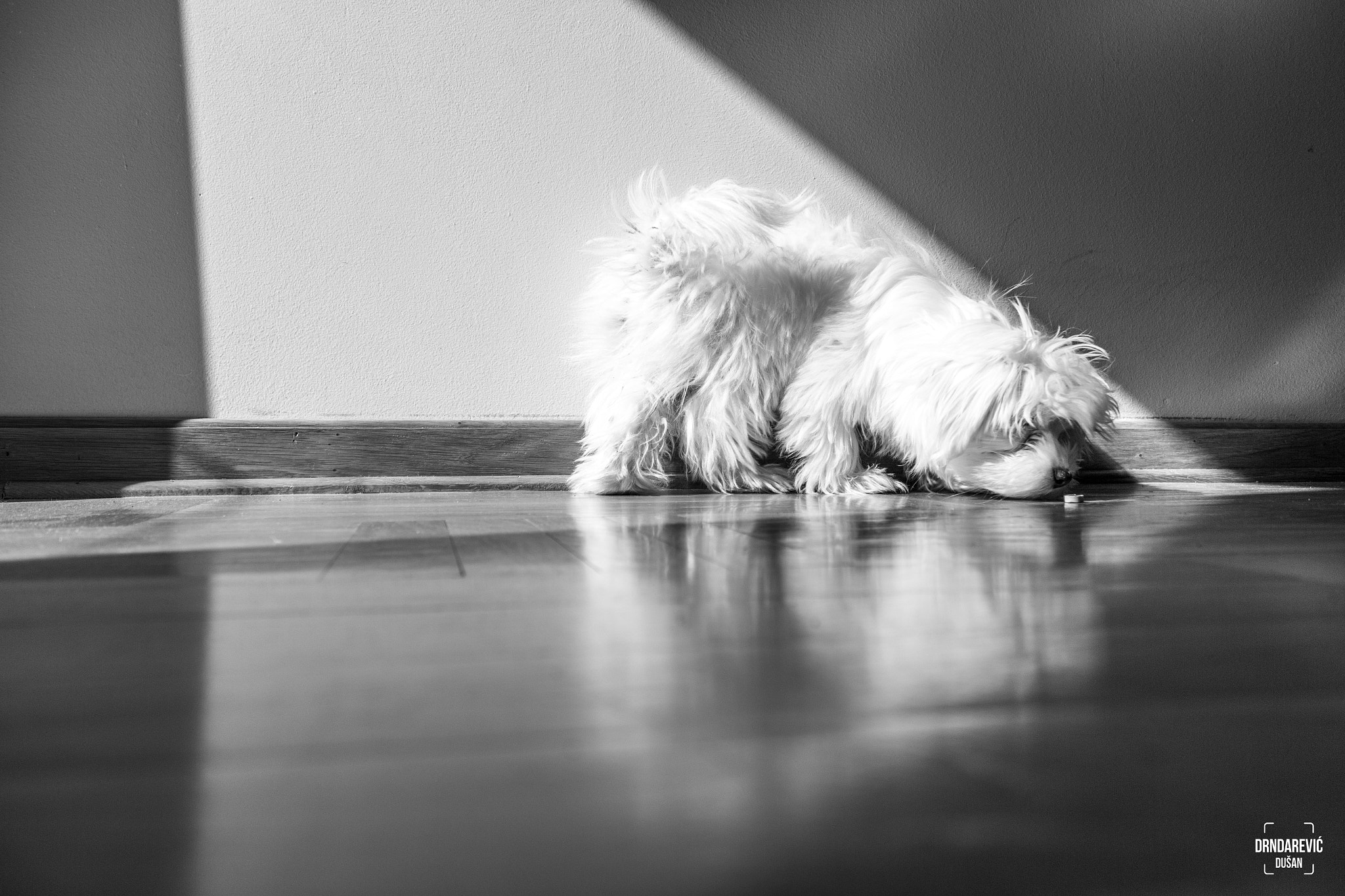 Canon EOS 600D (Rebel EOS T3i / EOS Kiss X5) sample photo. My dog maša photography