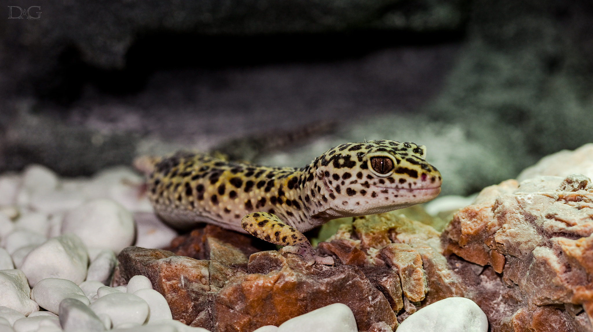 Sony a99 II + 105mm F2.8 sample photo. Eublepharis macularius - 20 photography