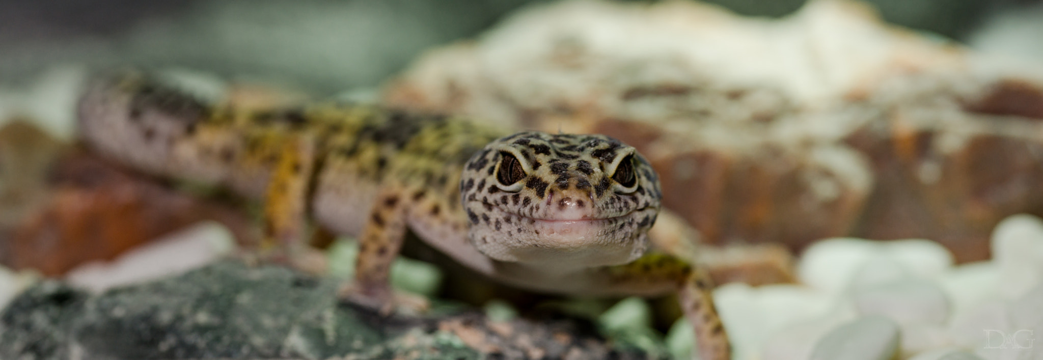 Sony SLT-A99V + 105mm F2.8 sample photo. Eublepharis macularius - 21 photography