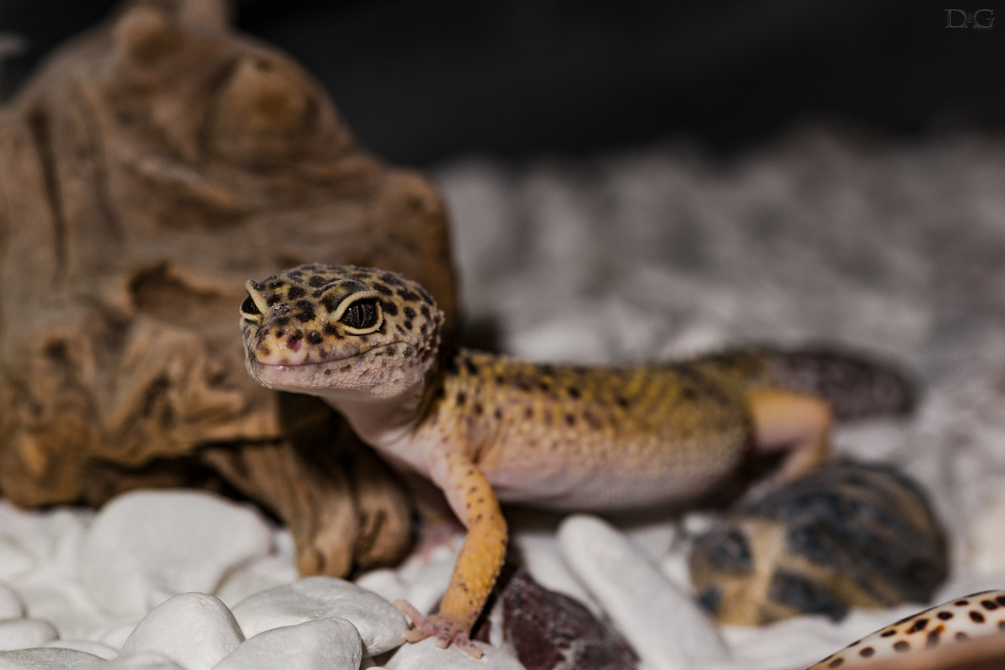 Sony a99 II + 105mm F2.8 sample photo. Eublepharis macularius - 22 photography