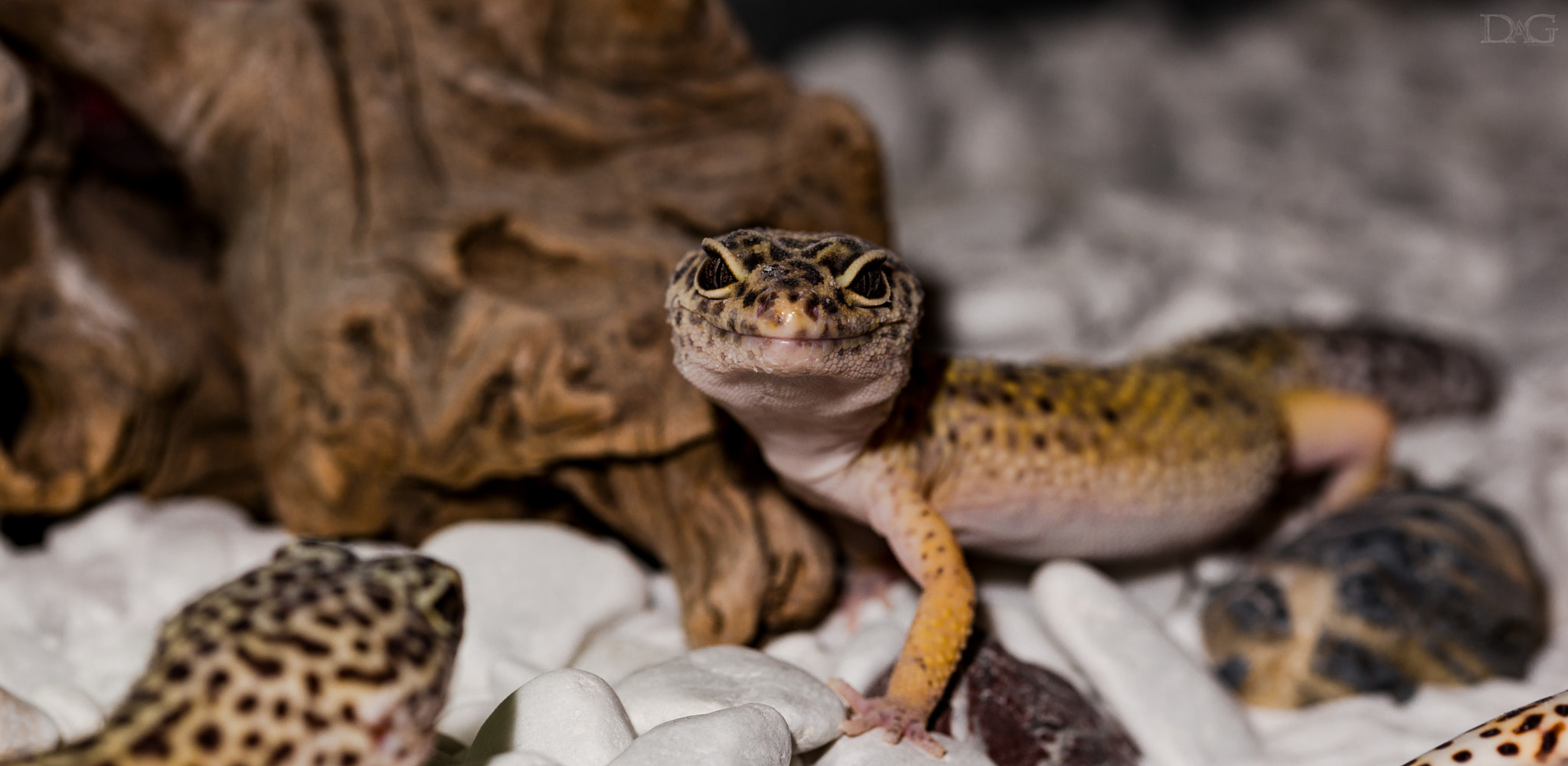 Sony a99 II + 105mm F2.8 sample photo. Eublepharis macularius - 23 photography