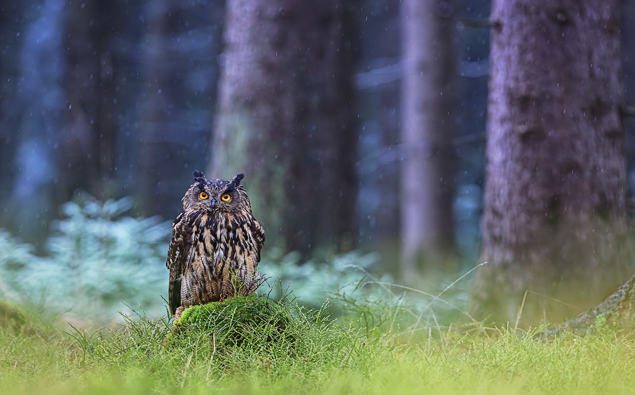 Canon EF 300mm F2.8L IS USM sample photo. Eyeballing.... photography