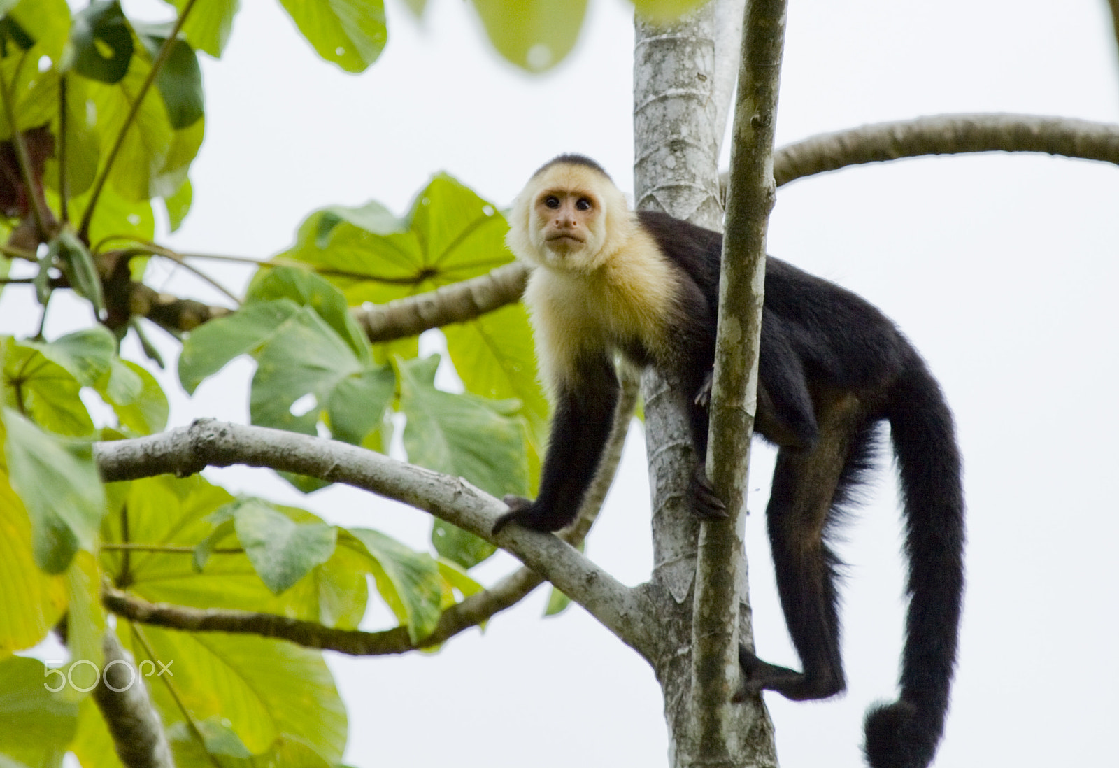 Canon EF 100-400mm F4.5-5.6L IS USM sample photo. Almost human photography