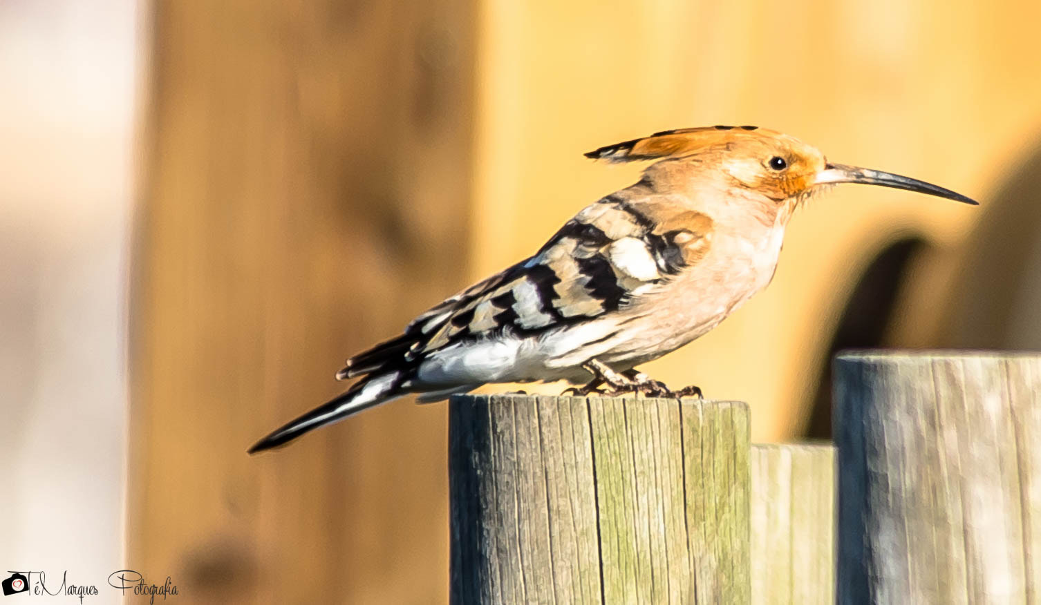 Sigma 150-500mm F5-6.3 DG OS HSM sample photo. Poupa | upupa epops photography