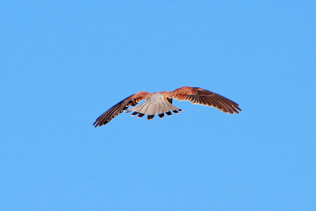 Canon EOS 100D (EOS Rebel SL1 / EOS Kiss X7) sample photo. Flying photography