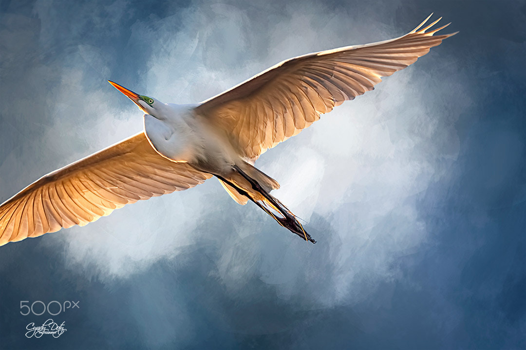 150-600mm F5-6.3 DG OS HSM | Contemporary 015 sample photo. Soaring photography