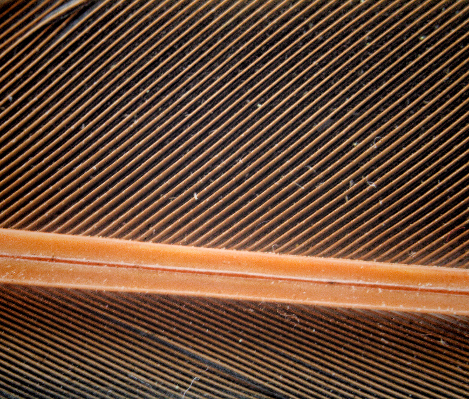 Canon EF 35-80mm f/4-5.6 sample photo. 30626060800.jpg photography
