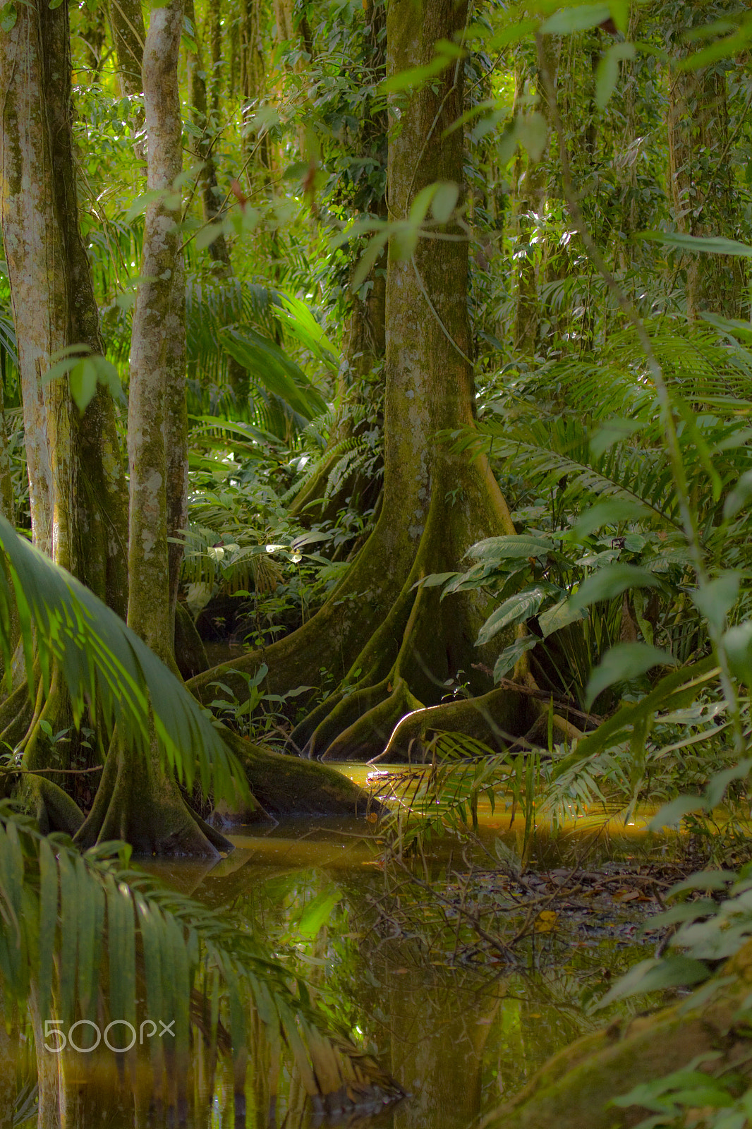 Canon EOS 50D + Canon EF 100-400mm F4.5-5.6L IS USM sample photo. Pristine tropical swamp photography