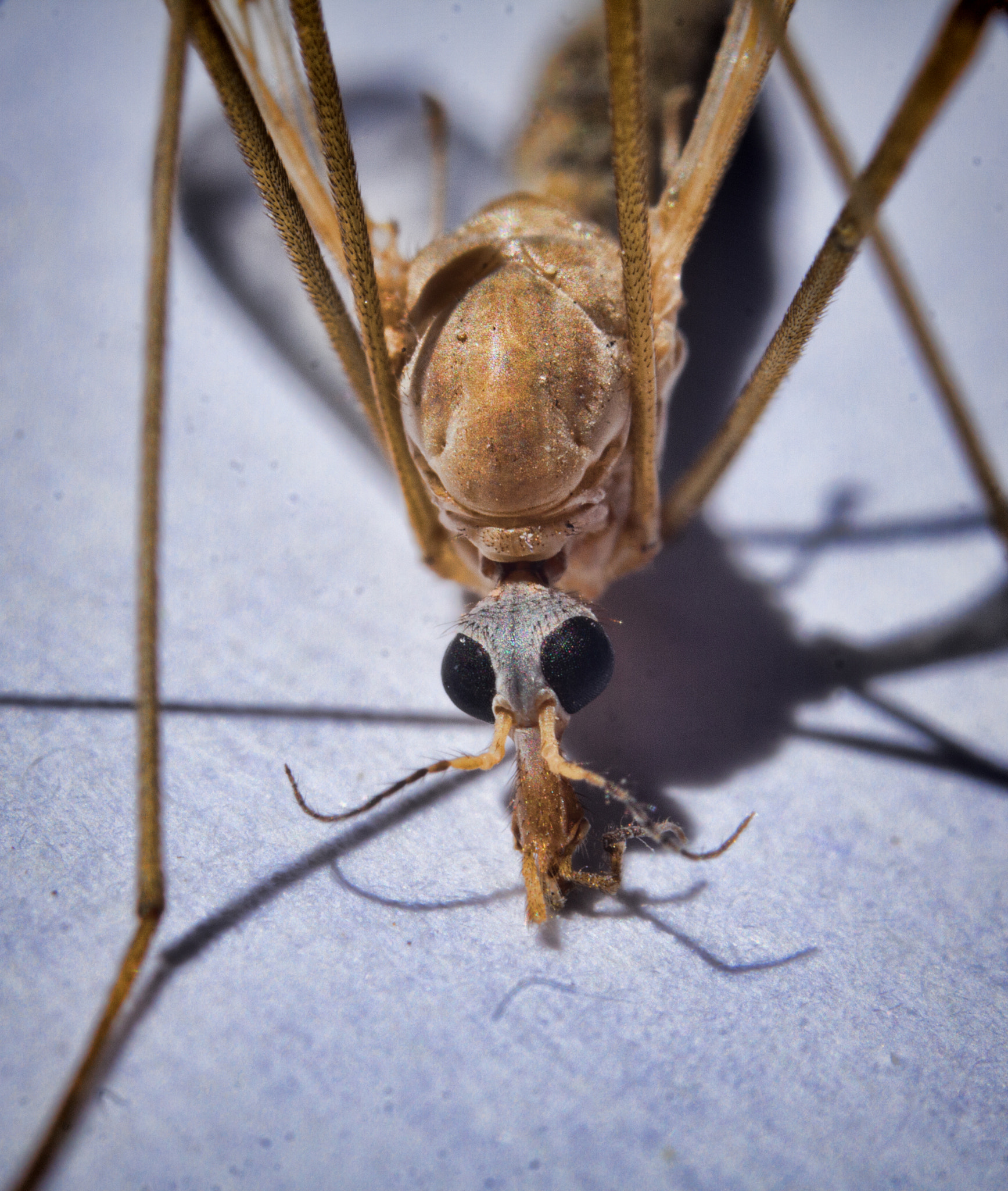 Canon EF 35-80mm f/4-5.6 sample photo. Mosquito photography