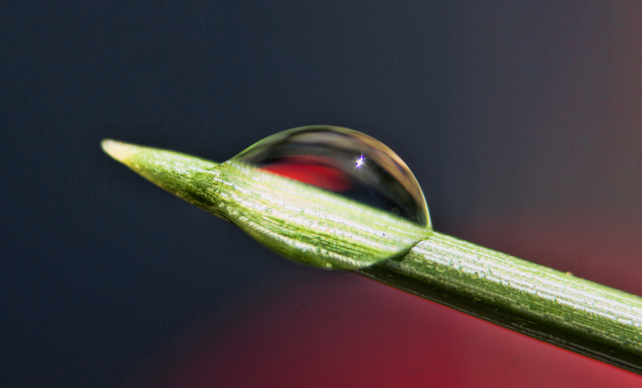 Canon EF 35-80mm f/4-5.6 sample photo. Water drop on pine needle 2. photography