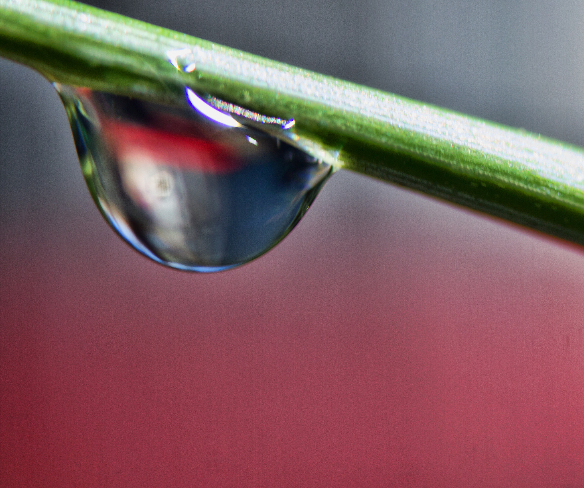 Canon EF 35-80mm f/4-5.6 sample photo. Water drolet on a pine needle. photography