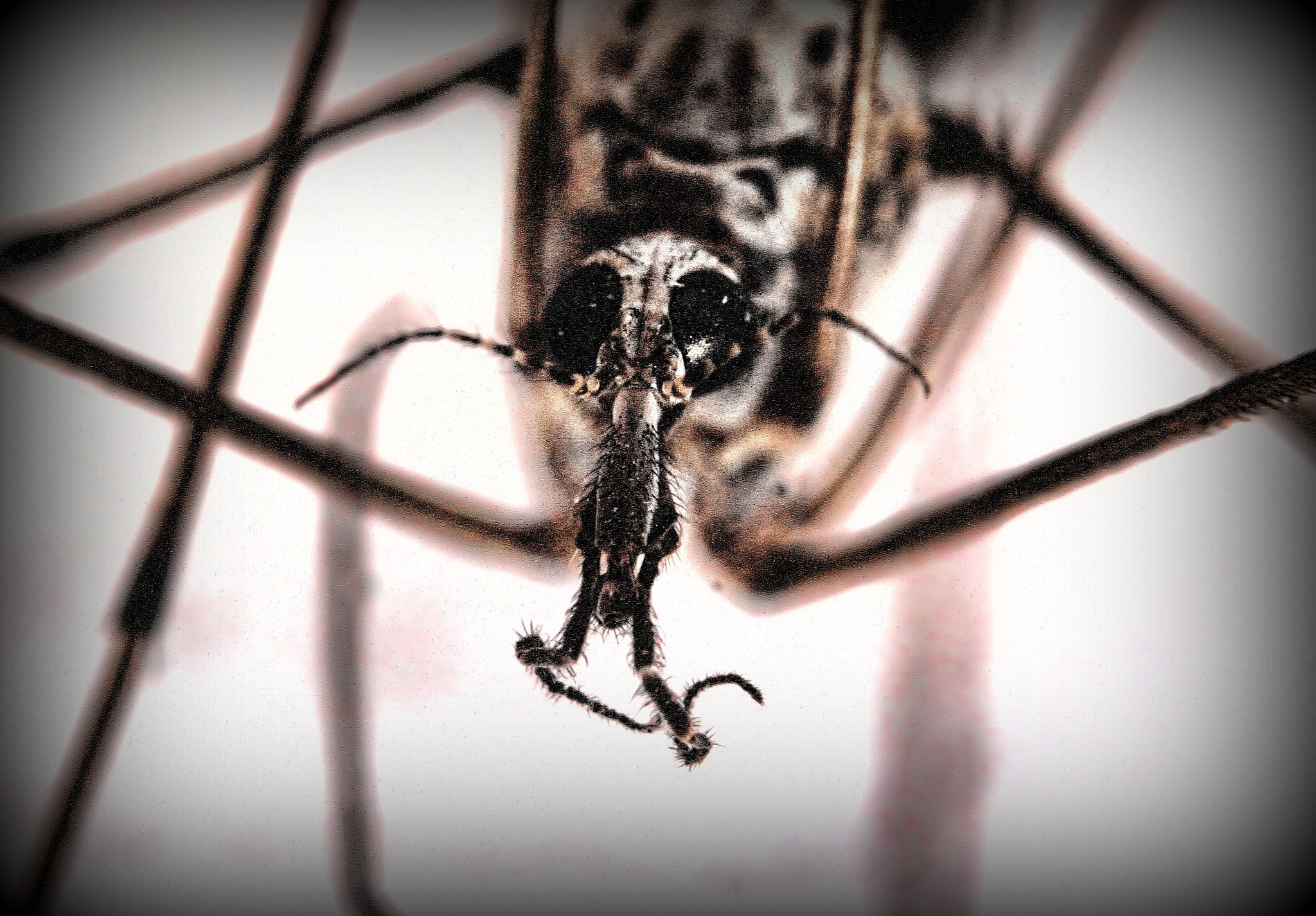 Canon EOS 7D + Canon EF 35-80mm f/4-5.6 sample photo. Kissing bug. photography