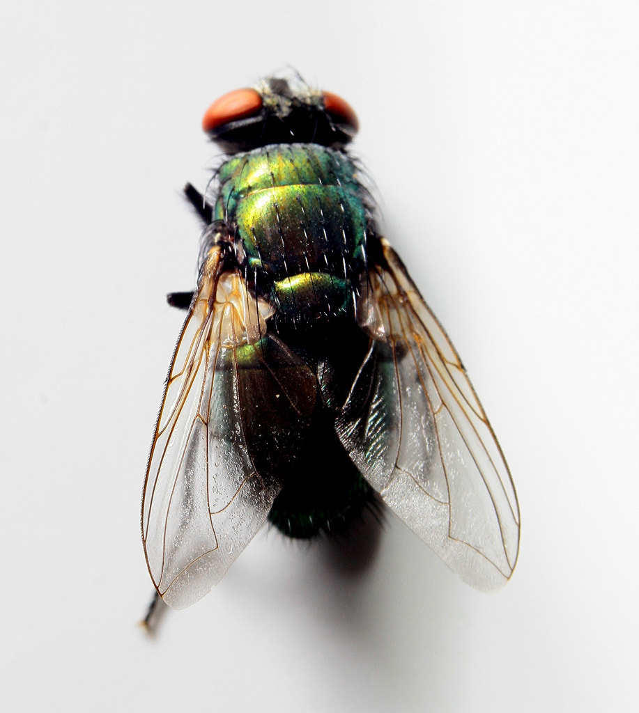 Canon EF 35-80mm f/4-5.6 sample photo. House fly. photography