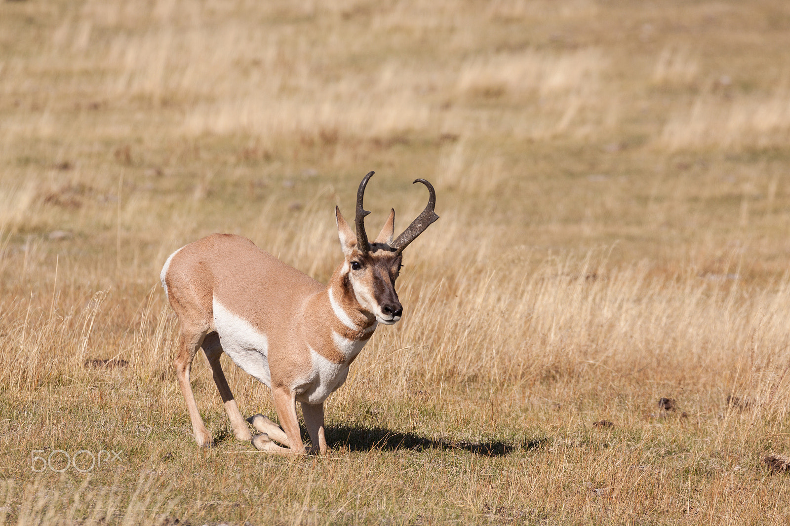 Canon EOS 50D + Canon EF 100-400mm F4.5-5.6L IS USM sample photo. Pronghorn buck photography