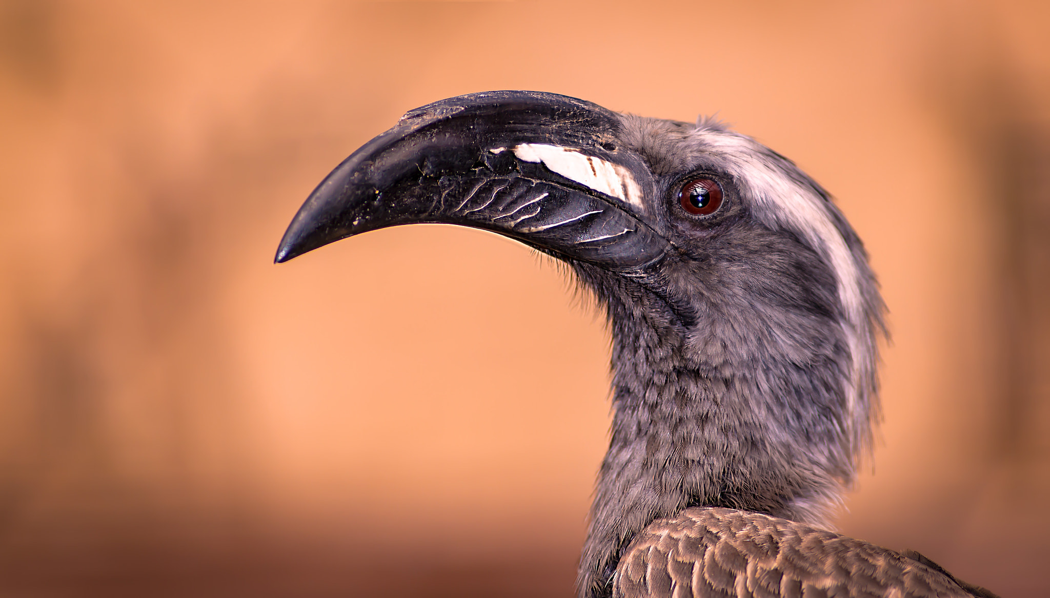 AF Nikkor 180mm f/2.8 IF-ED sample photo. African grey hornbill photography