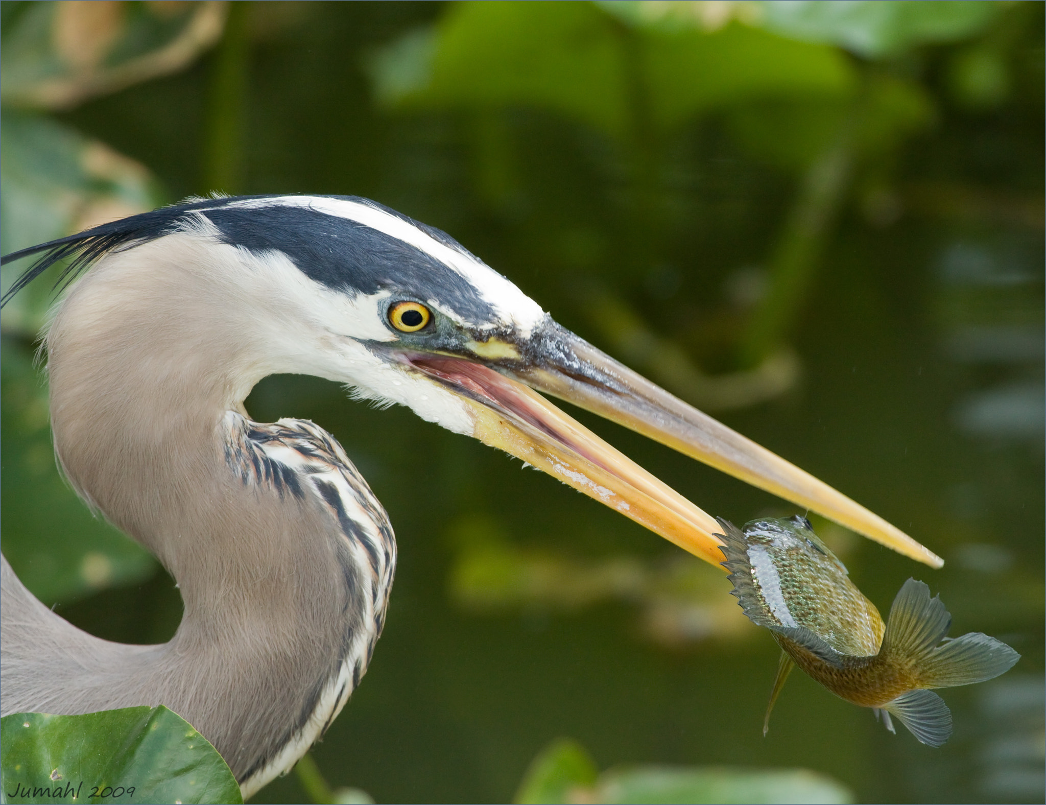 Canon EF 100-400mm F4.5-5.6L IS USM sample photo. Gbh fishing photography