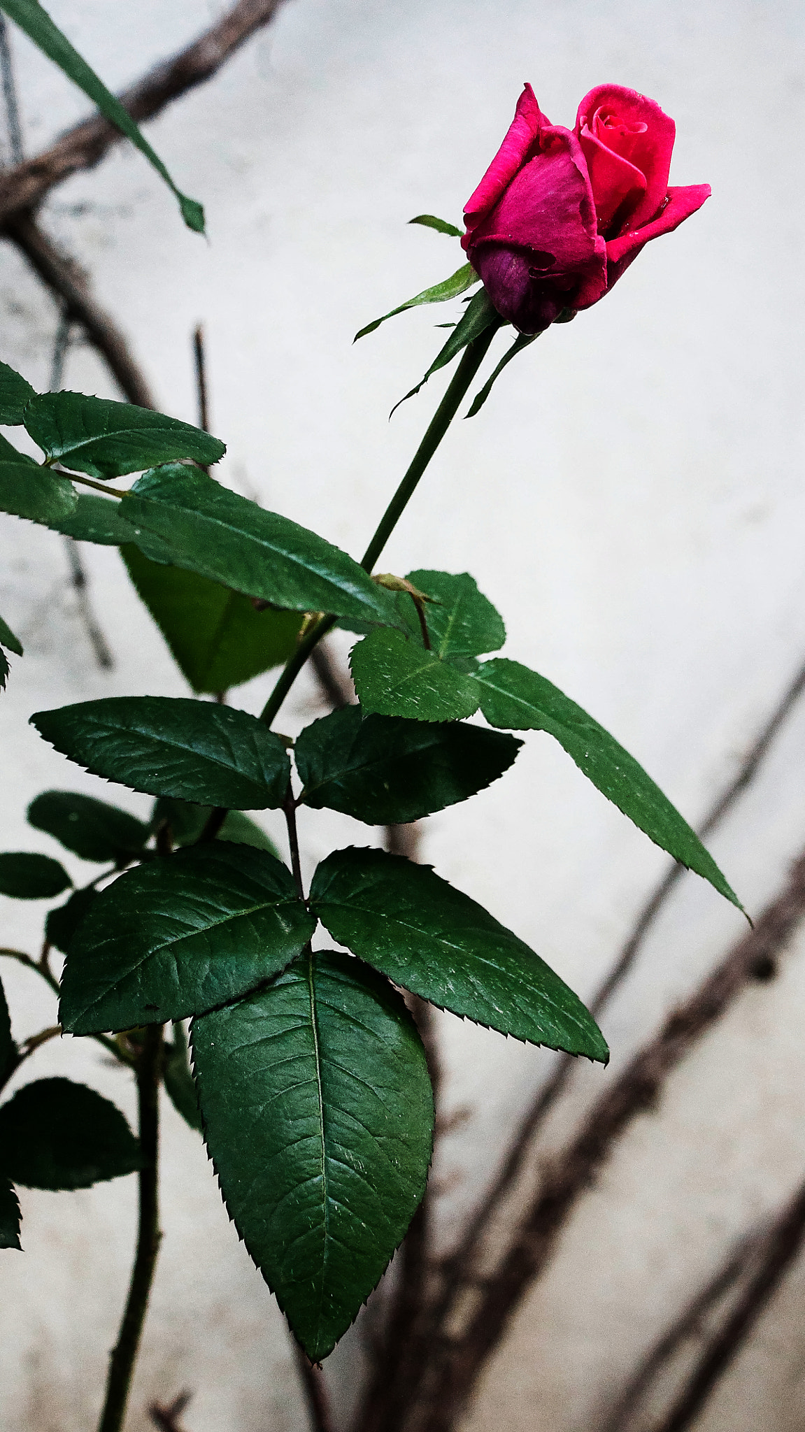 Sony Alpha DSLR-A700 sample photo